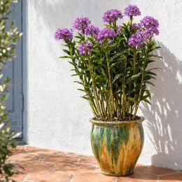 Orchidée (Epidendrum) — plante dressée en pot extérieur, fleurs mauves · Photo d'illustration