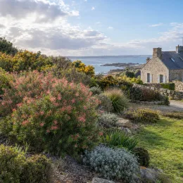 Grévilléa 'Killer frost' (Grevillea) — grand arbuste fleuri dans jardin côtier breton