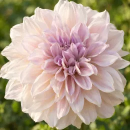 Dahlia décoratif shiloh noelle 'Shiloh noelle' (Dahlia decorativus) — gros plan sur une grande fleur pastel · Photo d'illustration