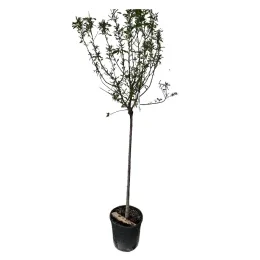 Amandier 'Texas' (Prunus dulcis) — jeune arbre greffé élancé en pot noir · Pot 25L Tige
