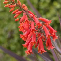 Yucca rouge 'Rubra' (Hesperaloe parviflora) — grappe de fleurs tubulaires rouges en gros plan · Photo d'illustration