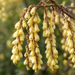 Stachyurus précoce (Stachyurus praecox) — grappes de petites fleurs pendantes jaunes, gros plan · Photo d'illustration