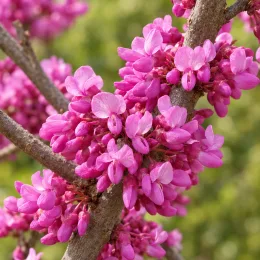 Gainier du canada (Cercis canadensis) — grappes serrées de petites fleurs roses sur branches · Photo d'illustration