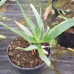 Aloès 'Ssp tsiroanomandidy' (Aloe capitata) — jeune aloès vert dentelé en pot plastique · Pot 2.5L