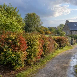 Épine-vinette (Berberis thunbergii) — haie arbustive colorée le long d’un chemin rural