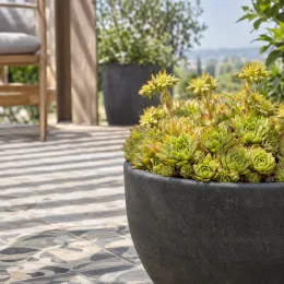 Joubarbe jaune tendre 'Leon yellow' (Sempervivum) — succulente en rosettes vertes dans grand pot gris · Photo d'illustration