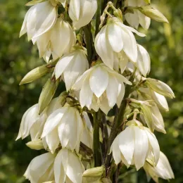 Yucca (Yucca periculosa) — grappe de fleurs blanches pendantes, gros plan · Photo d'illustration