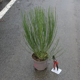 Genêt 'Burkwoodii' (Cytisus) — jeune plant dressé en pot sur sol mouillé · Pot 3L