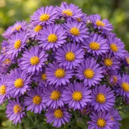 Aster 'Purple dome' (Aster novae) — touffe dense de fleurs violettes à coeur jaune