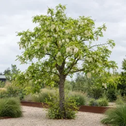 Robinier faux-acacia (Robinia pseudoacacia) — arbre isolé aux longues grappes florales blanches · Photo d'illustration