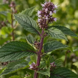 Menthe mitcham 'Mitcham' (Mentha × piperita) — tige dressée avec fleurs mauves et feuilles dentées · Photo d'illustration