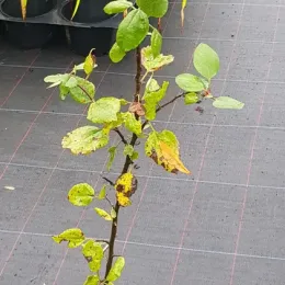 Pommier d'ornement (Malus communis) — jeune plant clairsemé sur sol de pépinière · Pot 2L