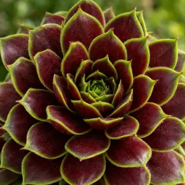 Joubarbe rouge foncée 'Giants emerald explosion' (Sempervivum) — gros plan de rosette succulente rouge bord vert