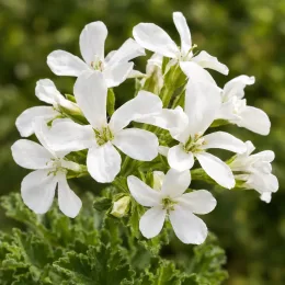 Géranium au parfum d'eucalyptus 'White' (Pelargonium fragrans) — fleurs blanches en étoile au-dessus de feuillage vert
