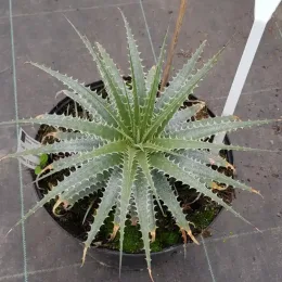 Orchidée (Deuterocohnia longipetala) — rosette de feuilles rigides et dentées en pot · Pot 6L