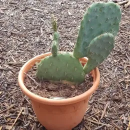 Cactée 'Rastrera' (Opuntia engelmannii) — jeune cactus épineux dans un pot plastique · Pot 6L