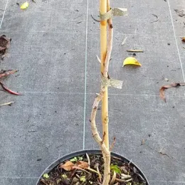Pistachier vrai (Pistacia vera) — jeune plant noueux tuteuré dans un pot noir · Pot 3L