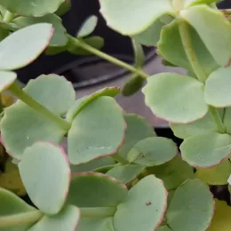 Sédum de siebold 'Combo pink' (Sedum sieboldii) — gros plan sur feuillage charnu vert bordé de rose
