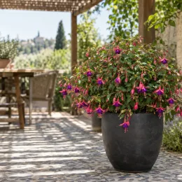 Fushia 'Tom thumb' (Fuchsia) — arbuste fleuri en pot sur terrasse carrelée · Photo d'illustration