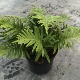 Polypode commun (Polypodium vulgare) — fougère au feuillage découpé dans pot noir · Pot 2.5L Touffe