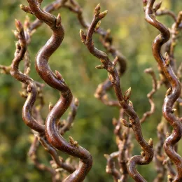 Saule tortueux chocolat 'Tortuosa chocolat' (Salix matsudana) — rameaux tortueux avec nombreux bourgeons, fond flou · Photo d'illustration