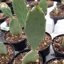 Oponce stricte (Opuntia stricta) — jeune cactus à raquettes en pot de pépinière