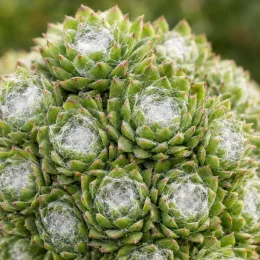 Joubarbe à rosette vert et blanc au centre 'Cotton candy' (Sempervivum) — gros plan de rosettes vertes aux centres duveteux · Photo d'illustration