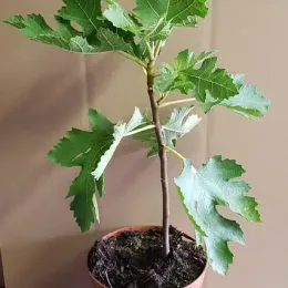 Figuier 'Afghanistanica' (Ficus johannis) — jeune arbuste à larges feuilles lobées en pot · Pot 2.5L