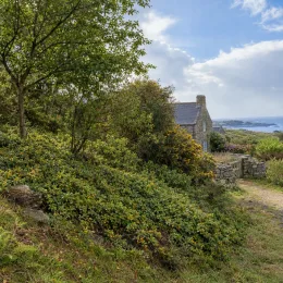 Ronce à fruits jaunes (Rubus xanthocarpus) — massif de buissons à baies jaunes près d’une maison · Photo d'illustration