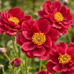 Anémone du japon rouge 'Rubra' (Anemone japonica) — fleurs rouges doubles au cœur jaune vif · Photo d'illustration