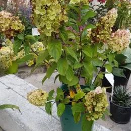 Hortensia paniculé 'Mont blanc' (Hydrangea paniculata) — plante florifère en pot vert sur terrasse · Pot 3L