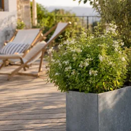 Barbe-bleue 'White surprise' (Caryopteris clandonensis) — arbuste touffu en bac sur terrasse en bois · Photo d'illustration