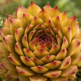 Joubarbe 'Butterscotch baby' (Sempervivum) — rosette charnue aux feuilles pointues bicolores · Photo d'illustration