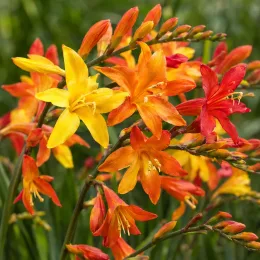 Montbretia 'Mélange' (Croscosmia × crocosmiiflora) — grappes de fleurs jaunes oranges et rouges · Photo d'illustration