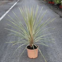 Cordyline 'Torbay dazzler' (Cordyline indivisa) — jeune plante graphique en pot sur bitume · Pot 5L