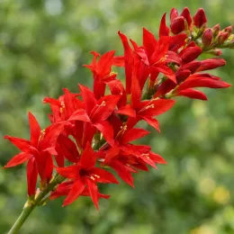 Montbretia rouge écarlate 'Lucifer' (Croscosmia masoniorum) — gros plan sur épis de fleurs rouges · Photo d'illustration