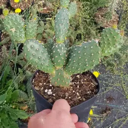 Figuier de barbarie 'Freiberg' (Opuntia fragilis) — cactus segmenté vert en pot plastique noir · Pot 2.5L