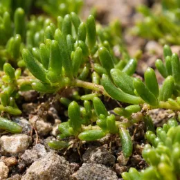 Pourpier vivace 'Clown' (Delosperma) — tiges rampantes aux feuilles charnues vertes · Photo d'illustration