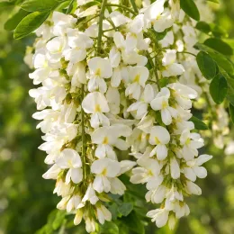 Robinier faux-acacia pusztavacs 'Pusztavacs' (Robinia pseudoacacia) — grappes de fleurs blanches tombantes, gros plan · Photo d'illustration