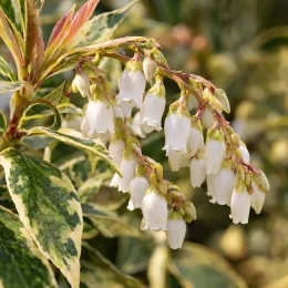 Leucothoé 'White water' (Leucothoe fontanesiana) — grappes de petites fleurs blanches pendantes · Photo d'illustration