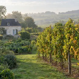 Cépage blanc 'Romorantin' (Vitis vinifera) — rangées de vigne dans un jardin campagnard · Photo d'illustration