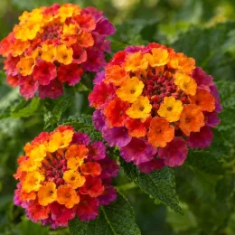 Lantanier 'Cochenille' (Lantana camara) — gros plan de petites fleurs multicolores en bouquets · Photo d'illustration