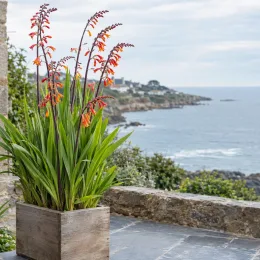 Drapeau de l'afrique 'Saturnus' (Chasmanthe floribunda) — plante à fleurs orange en pot sur terrasse côtière · Photo d'illustration