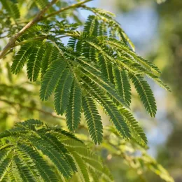 Arbre à soie à fleurs rouge 'Rouge selection' (Albizia) — feuillage fin et léger en gros plan · Photo d'illustration