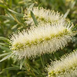 Rince-bouteilles (Callistemon) — gros plan sur inflorescences cylindriques crème