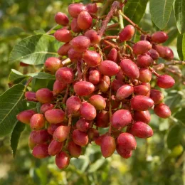 Pistachier de l'atlas (Pistacia atlantica) — grappe dense de fruits rouges allongés · Photo d'illustration