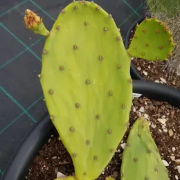 Oponce stricte (Opuntia stricta) — jeune cactus cladode en pot de culture