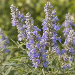 Gattilier de chine (Vitex negundo) — épis de petites fleurs mauves avec feuillage vert · Photo d'illustration