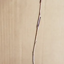 Amélanchier à feuille d'aulne 'Thiessen' (Amelanchier alnifolia) — jeune tige ligneuse nue sur fond uni · Godet
