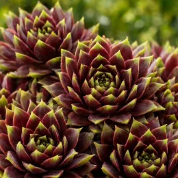 Joubarbe à rosette bordeaux 'Cranberry cocktail' (Sempervivum) — gros plan de rosettes succulentes bicolores serrées · Photo d'illustration
